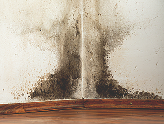 Mold on Wall Mold on Wall